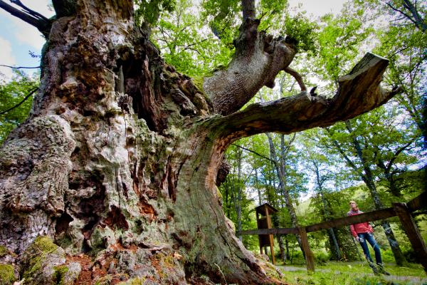 Mésange bleue eurasienne dans la forêt d’Orgi